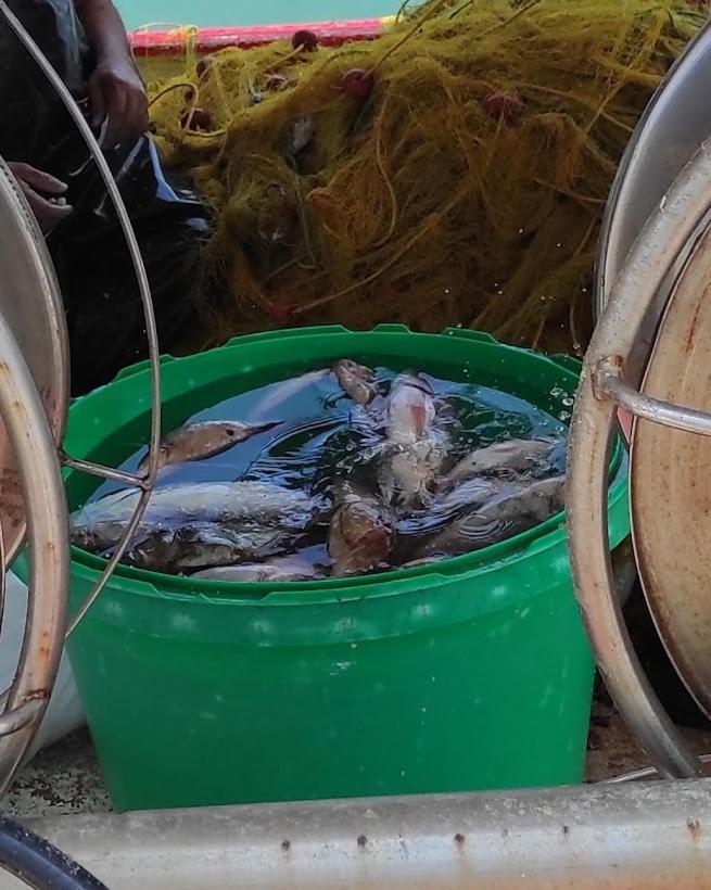 Island Villa أغيا غاليني المظهر الخارجي الصورة